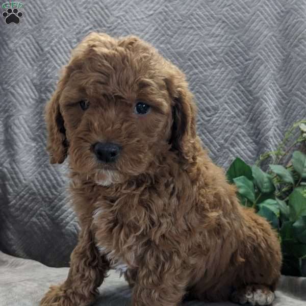 Macy, Mini Goldendoodle Puppy